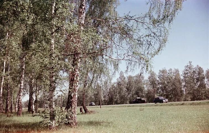 Природа ссср фото Подмосковье 1950-х в цвете Motherland, Tree, Plants