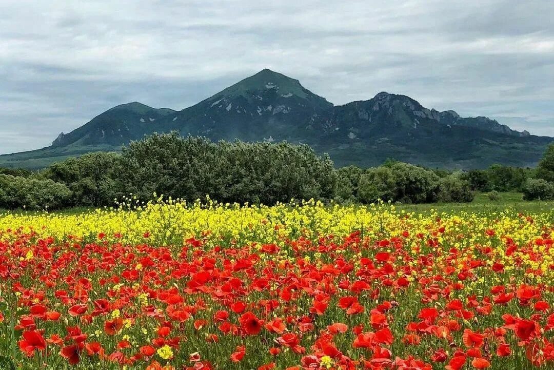 Природа ставропольского края фото От лаванды до кораллов: живописные поля Ставропольского края