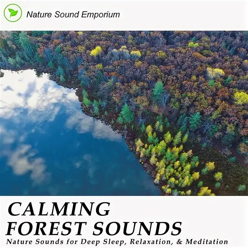 Природа сверху фото Striking Forest Sounds For Relaxation, Meditation, & Sleep - Nature Sound Empori