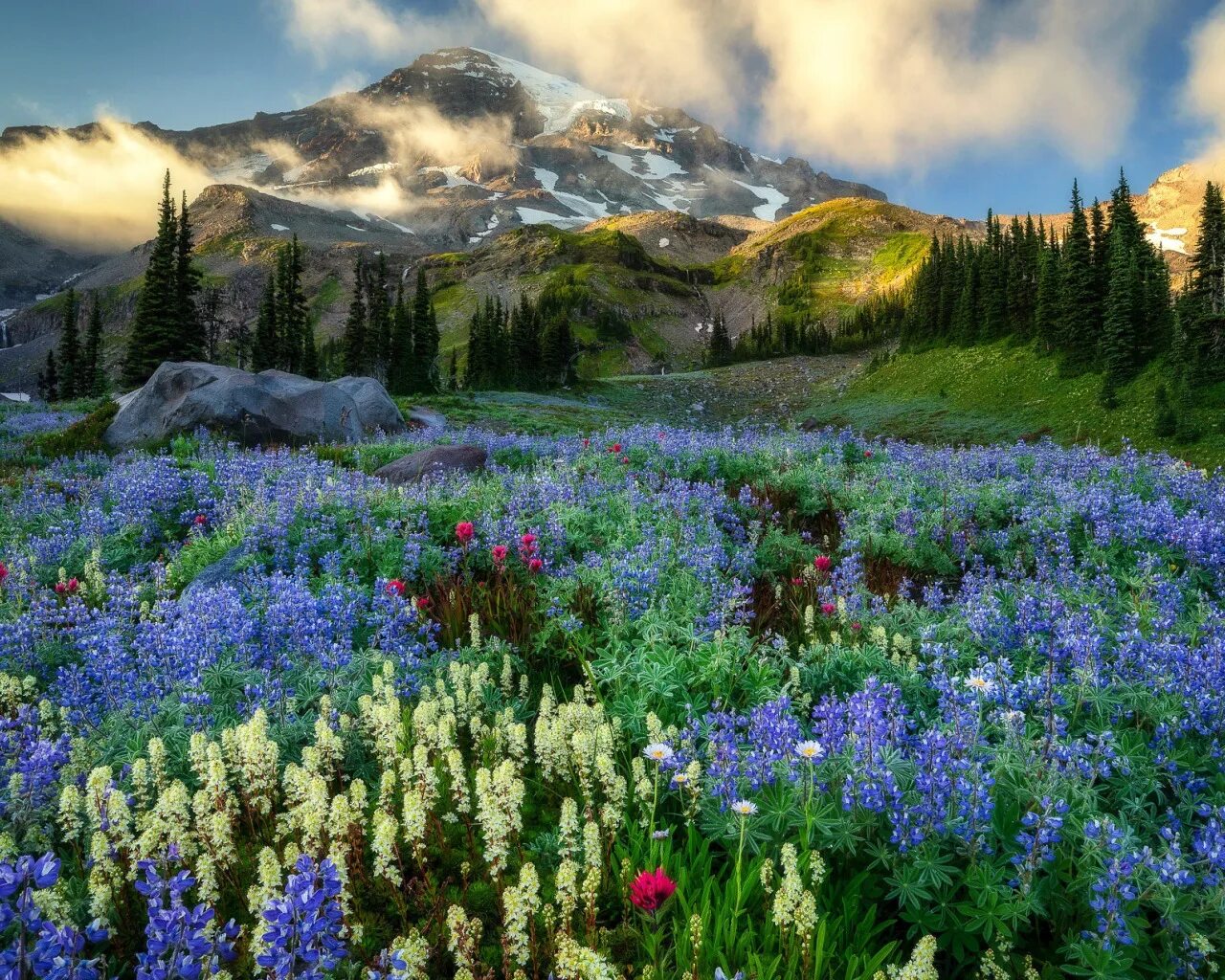 Природа цветет фото Скачать обои mountains, Washington, Mount Rainier, wildflowers, раздел пейзажи в