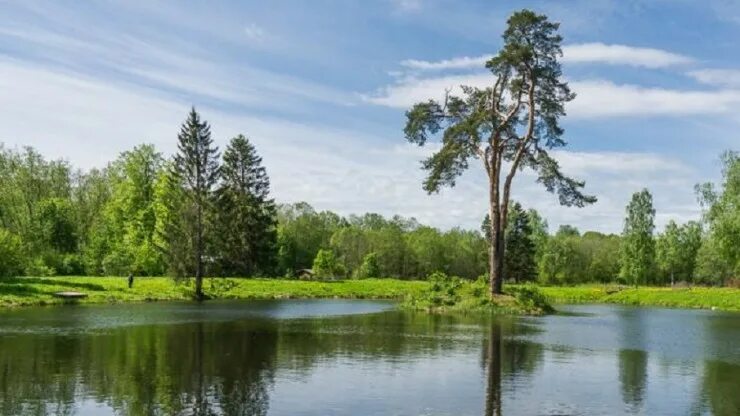 Природа тверской области фото Жители Тверской области могут сфотографировать дерево и выиграть деньги - ТИА