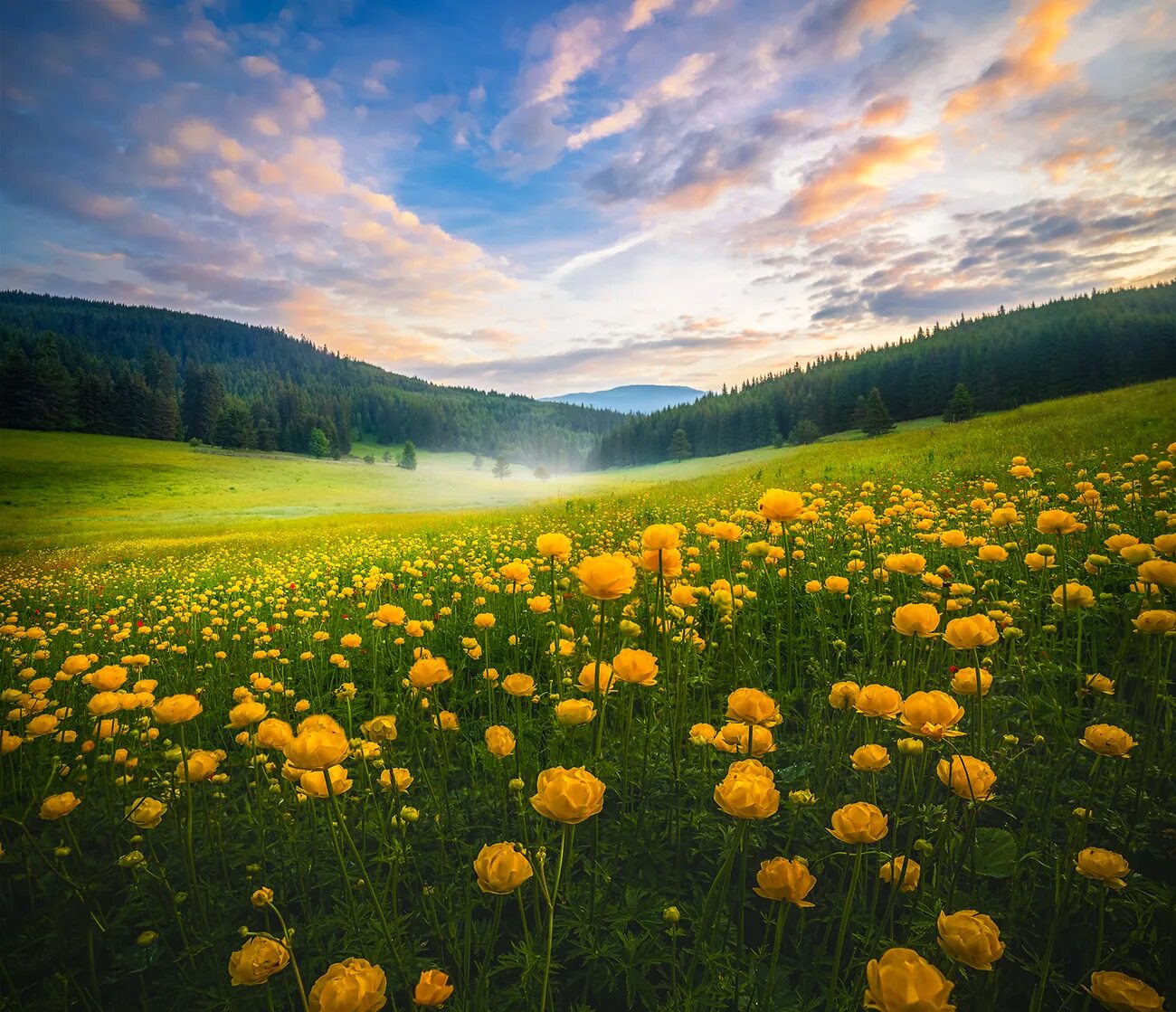 Природа утром фото скачать Summer morning / Летнее утро. Фотограф Александър Александров