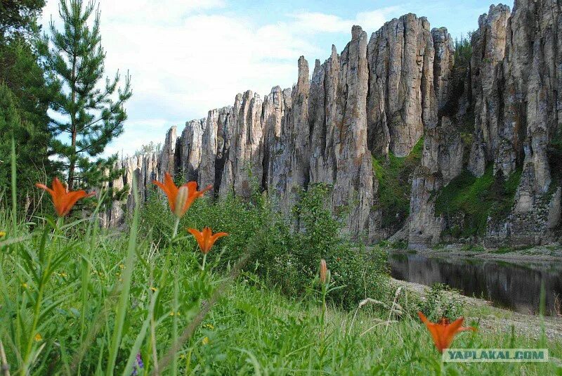 Природа якутии фото самые Национальный парк "Ленские столбы" - ЯПлакалъ