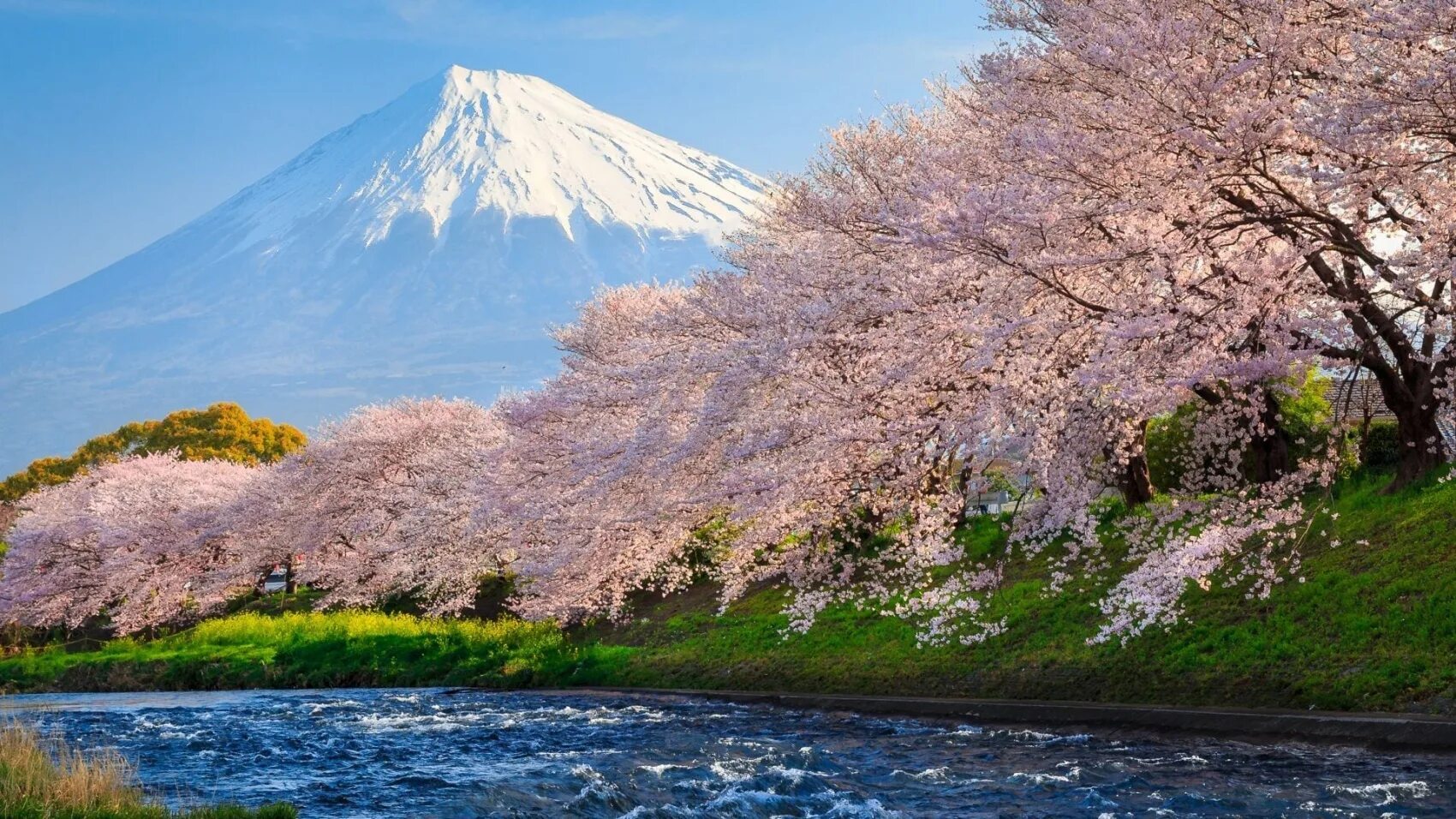 Download wallpaper greens, trees, flowers, Park, Japan, pagoda, Kyoto, the bushe