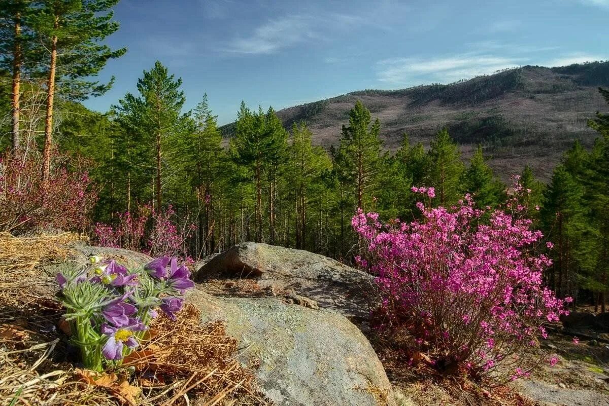 Природа забайкальского края фото Краеведческий час "Моя Родина - Забайкальский край" 2023, Агинское - дата и мест