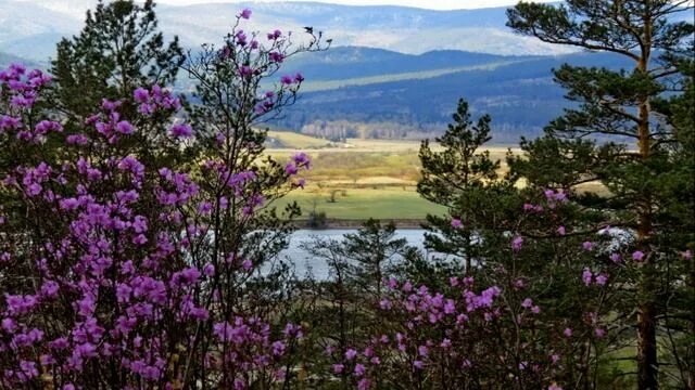 Природа забайкальского края фото ВИА Самоцветы - Где то багульник на сопках цветёт... - смотреть видео онлайн от 