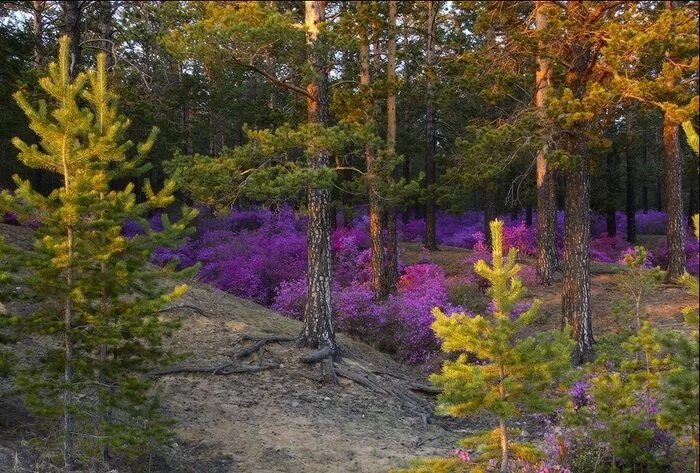 Природа забайкалья фото Цветение багульника в Забайкальском крае Забайкалье, Багульник, Природа, Длинноп