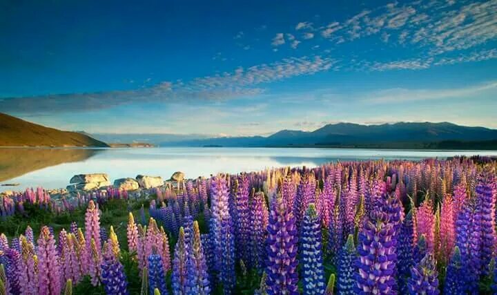 Природа зеландии фото Blue horizon Lake tekapo, Beautiful lakes, Lake