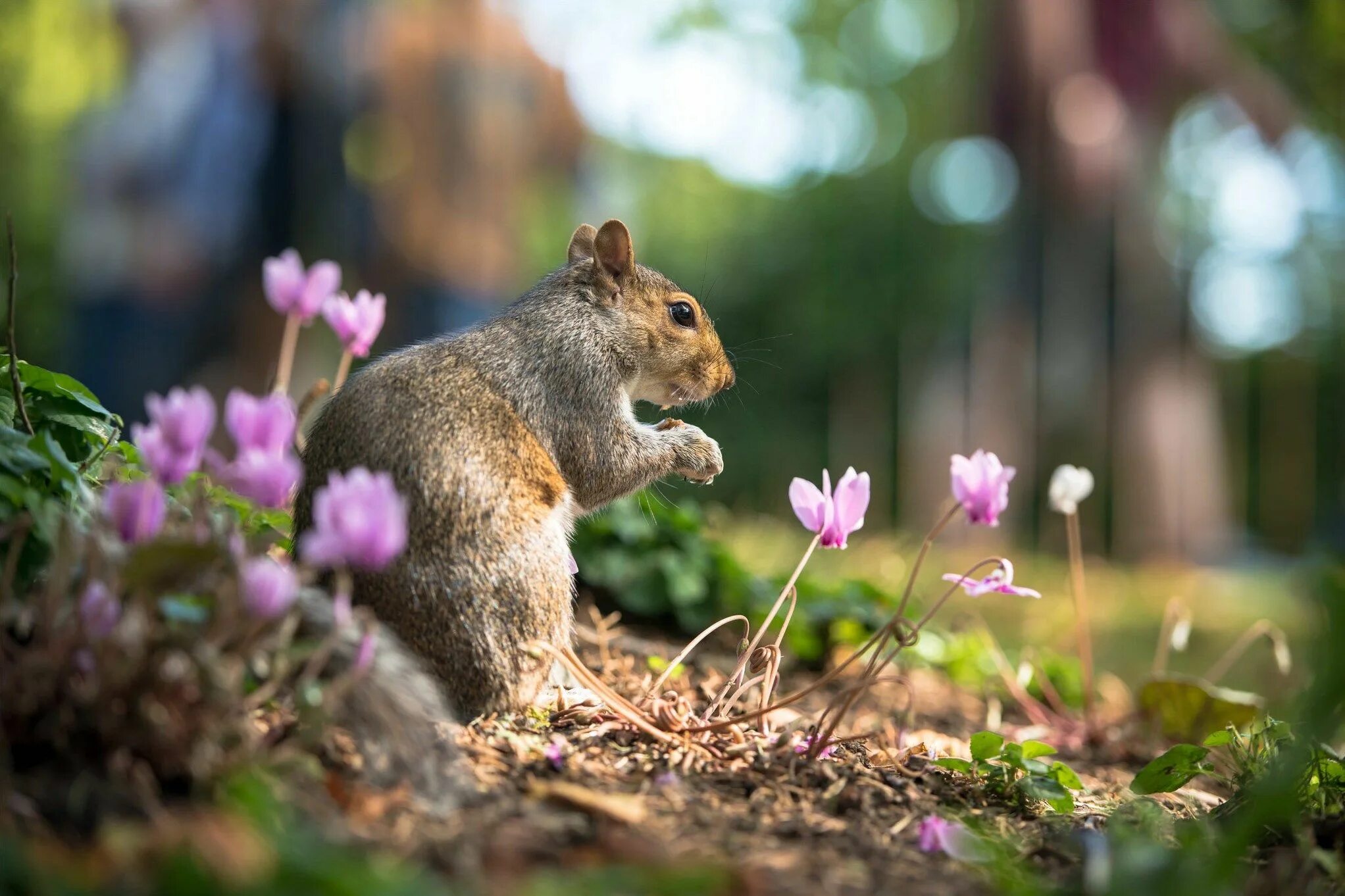 Природа животные бесплатно фото squirrel pictures for desktop - squirrel category