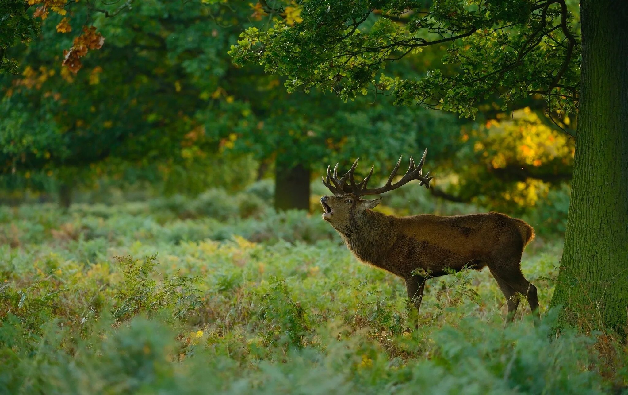 Природа животные бесплатно фото Wallpaper : trees, animals, nature, grass, wildlife, mammals, autumn, grassland,