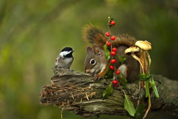 Природа животные бесплатно фото GuruShots The World's Greatest Photography Game Pet birds, Small pets, Animal wa