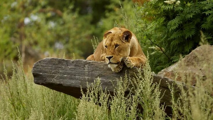 Природа животные бесплатно фото Cute Lion Relaxing 1920 x 1080 HDTV 1080p Wallpaper Lion pictures, Cute lion, An