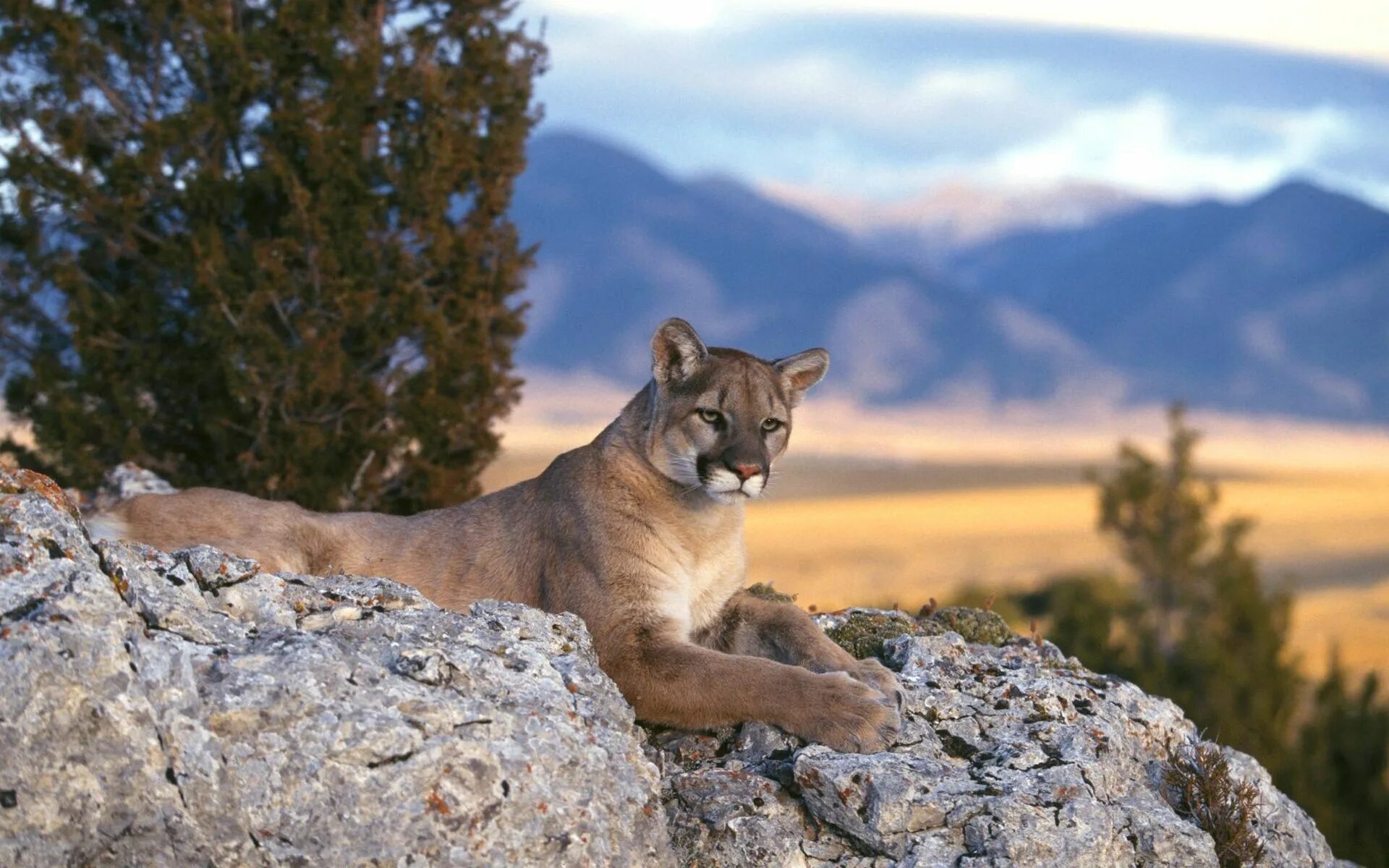 Природа животные бесплатно фото Interesting facts about pumas Wild cats, Mountain lion, Big cat species