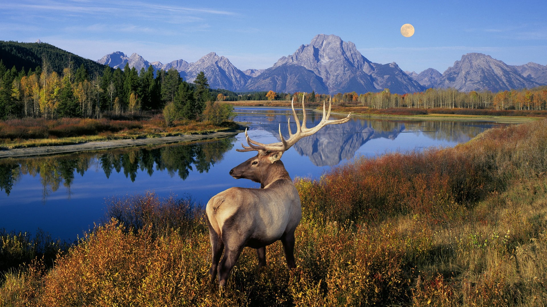 Природа животные картинки фото Grand Teton Hikes You Should Not Miss - Add to Bucketlist , Vacation Deals