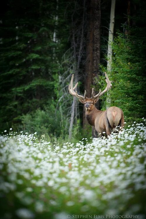 Природа животные картинки фото Voice of Nature - earth-song: Bull Elk In The Canadian... Nature animals, Animal