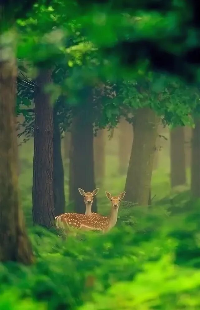 Природа животные картинки фото If we stand really still, they might not see us.... Nature animals, Nature, Beau