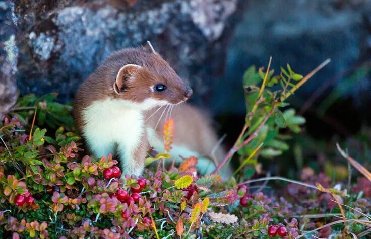 Природа животные растения картинки Камчатская куница. Nature animals, Animals, Cute animals