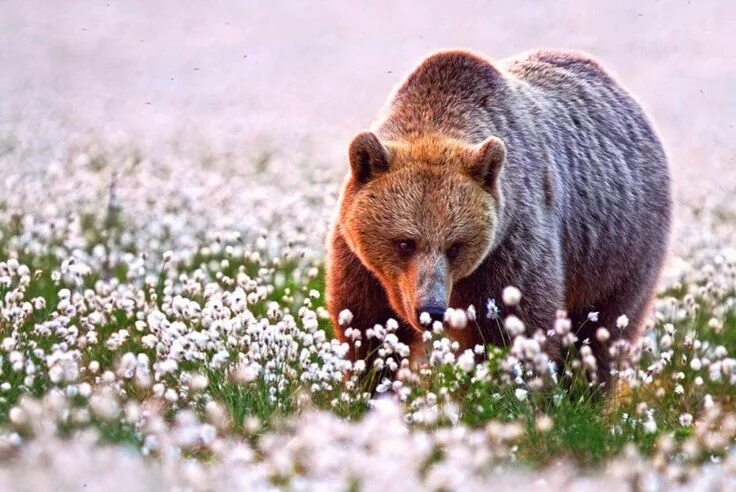 Природа животные растения картинки We Live on an Amazing Planet with Amazing Creatures Brown bear, Animals wild, An