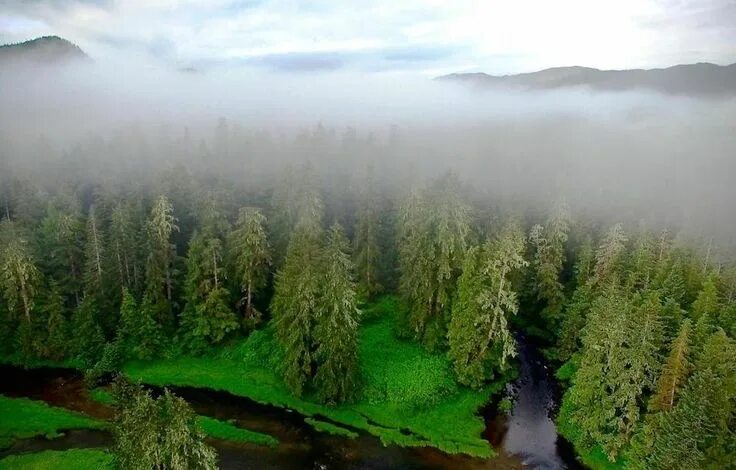 Природная среда фото How First Nations Have Enhanced the Forest Over 13,000 Years of Habitation First