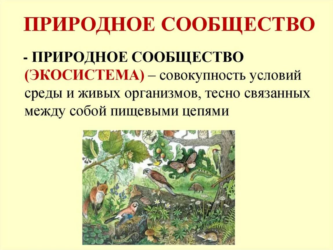 Природное сообщество фото Презентация " Биология - наука о живой природе" 5 класс