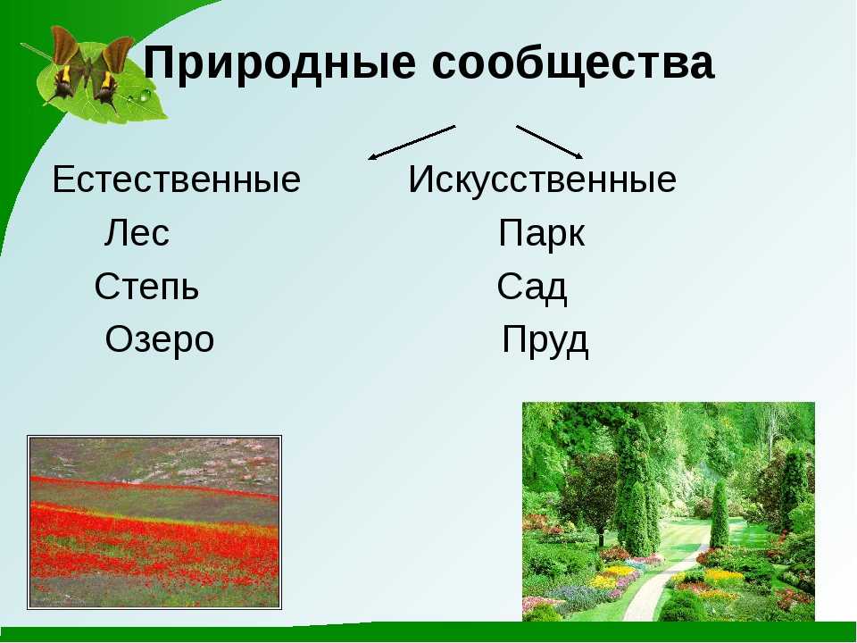 Природное сообщество фото Картинки РАБОЧИЙ ЛИСТ ЕСТЕСТВЕННЫЕ ПРИРОДНЫЕ СООБЩЕСТВА