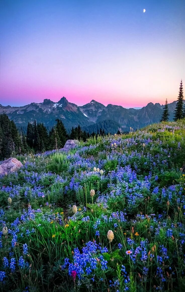 Природные картинки фото Spent sunset up at Mt Rainier- it is by far one of the most enchanting places I'