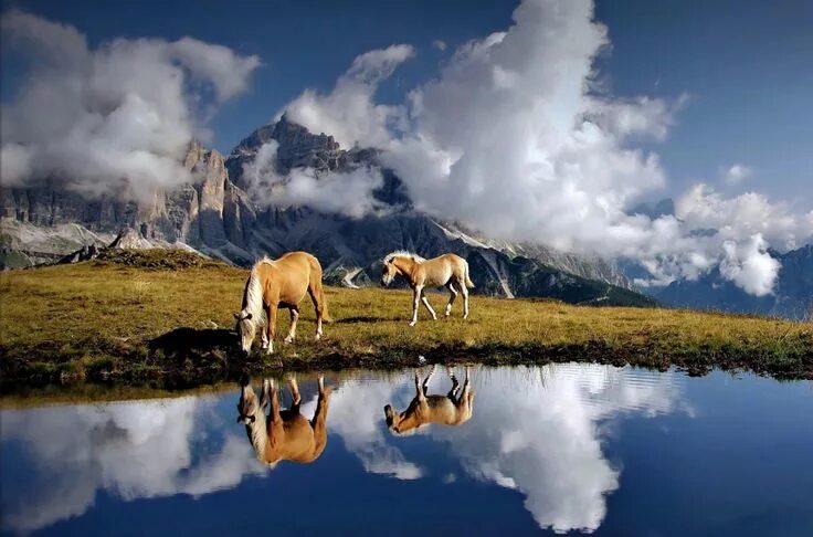 Природные картинки животные Правило третей: 21 фотография с отличной композицией Beautiful horses, Horse wal