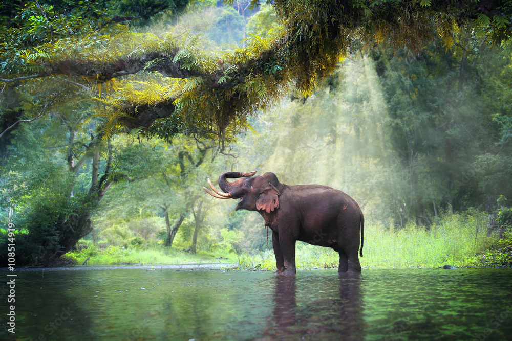 Природные картинки животные Wild elephant in the beautiful forest at Kanchanaburi province in Thailand, (wit