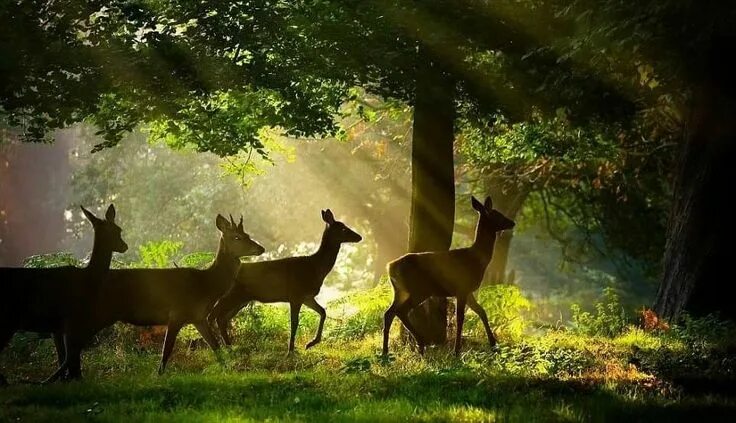 Природные картинки животные Pin by Maria Carmen Espinosa Lopez on Animales Wildlife photography, British wil