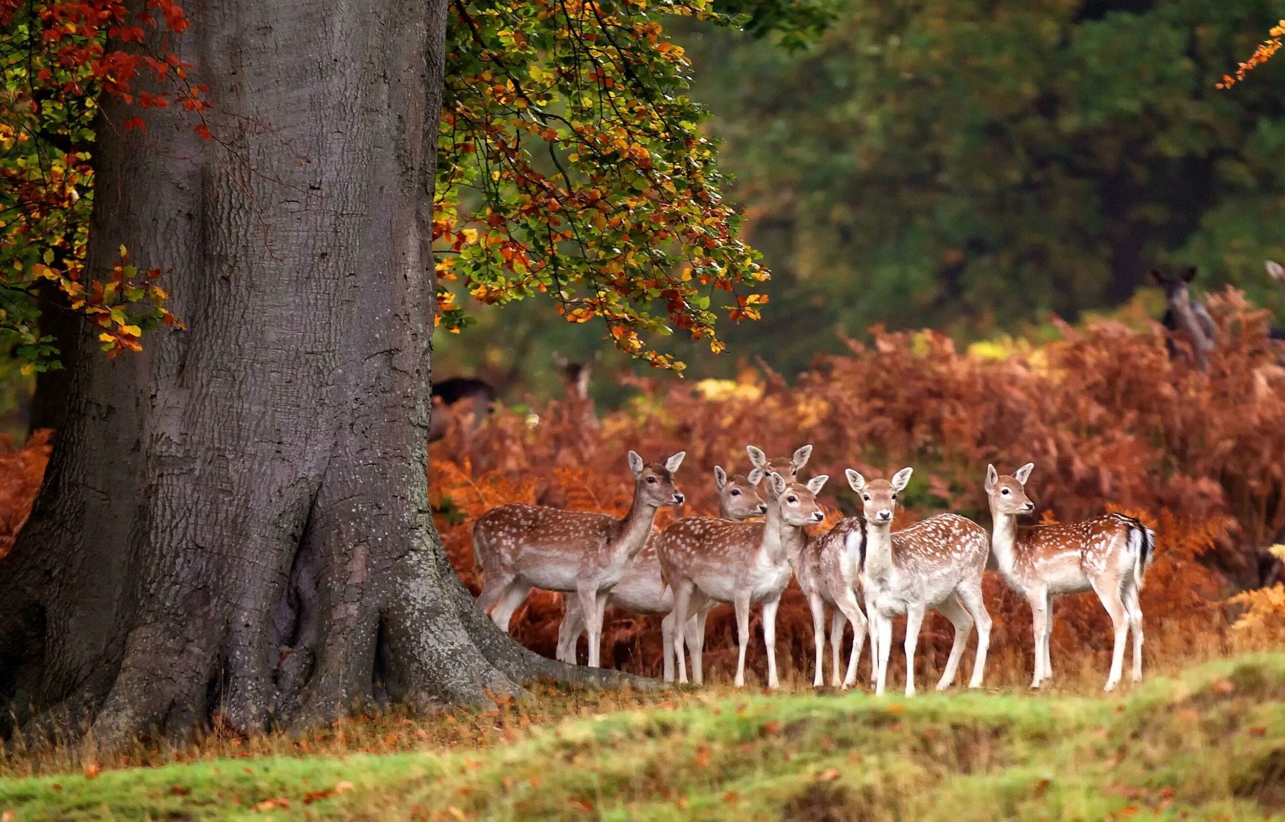 Природные животные фото Deer Wallpapers APK for Android Download