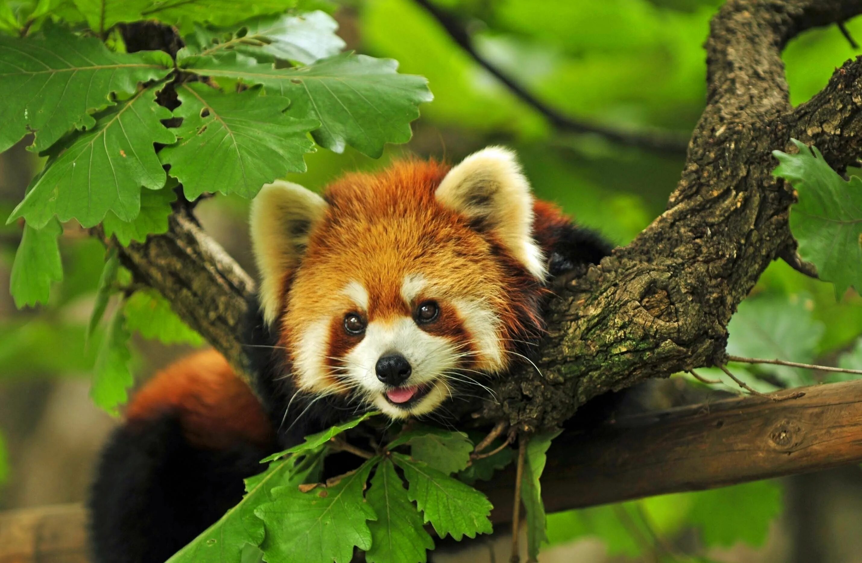 Природные животные фото Firefox или Малая Панда Red panda cute, Red panda, Animals beautiful