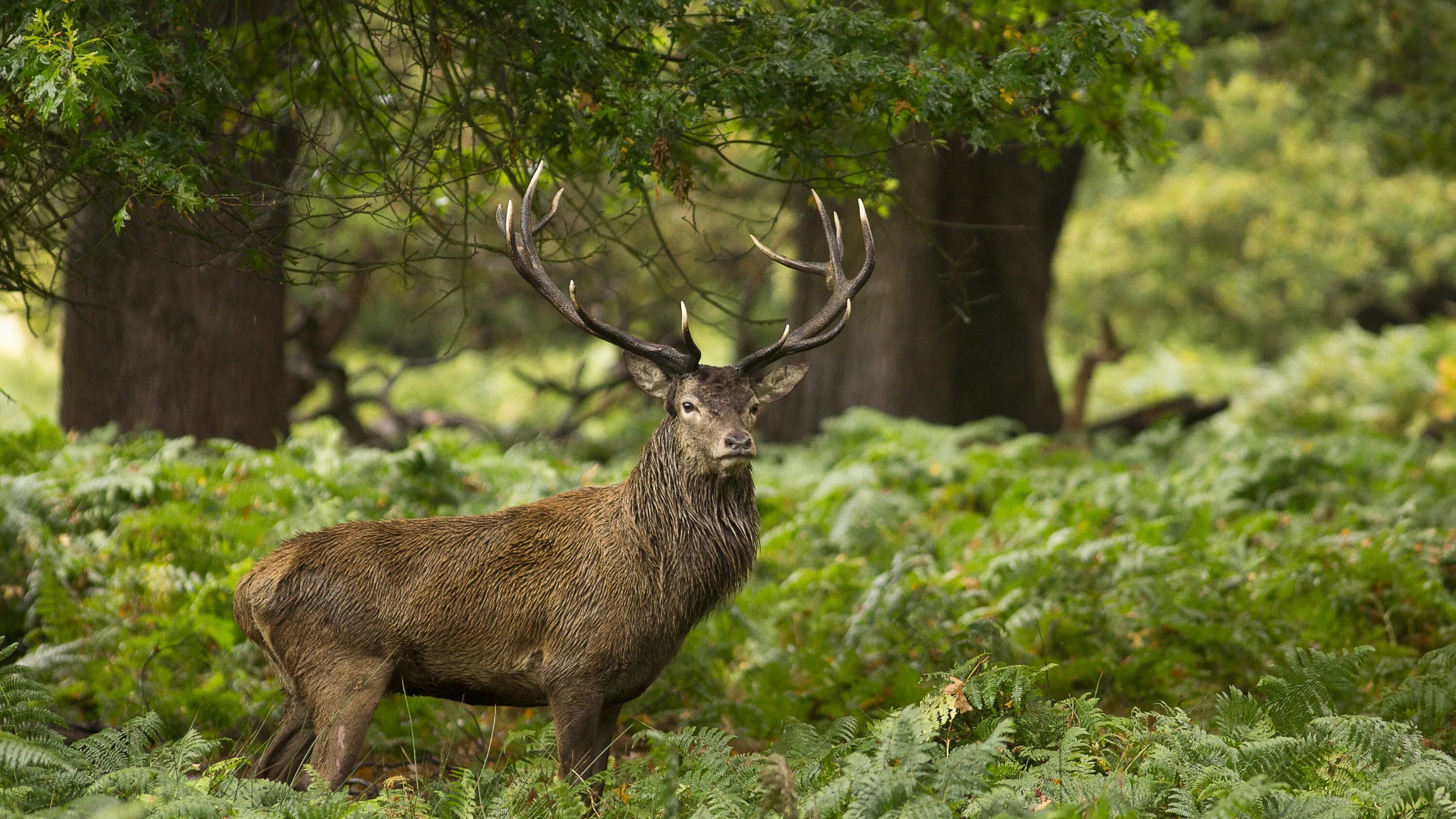 Природные животные фото Stag in winter Wallpaper Other Animals (36 Wallpapers) - Art Wallpapers Animales