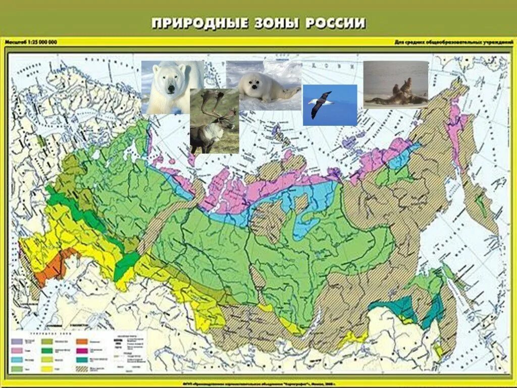 Природные зоны россии фото Природные зоны картинки и названия: найдено 76 изображений