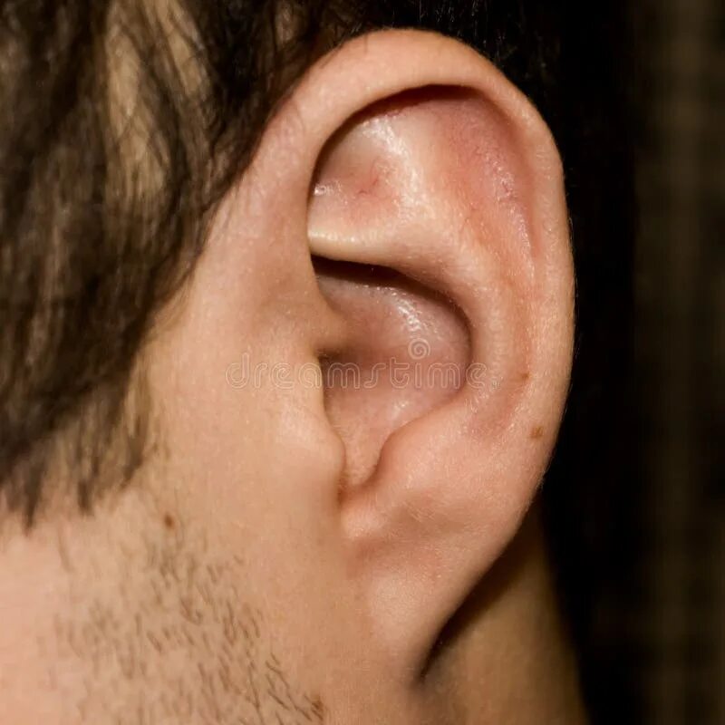 Приросшая мочка уха фото Male Ear. Adherent Earlobe Close-up Stock Image - Image of gene, male: 105879023