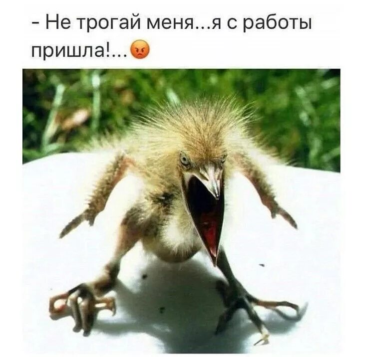 Пришел с работы фото Не трогай меня... я с работы пришла!... Funny animals, Animals, Funny baby faces