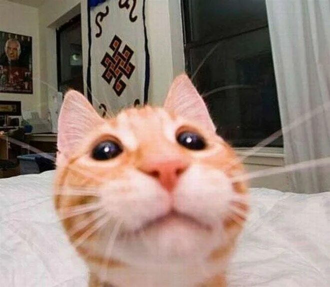 Прислали фото кота We Can All Learn Some Tricks From These Pro Cats Taking Selfies Funny cat pictur