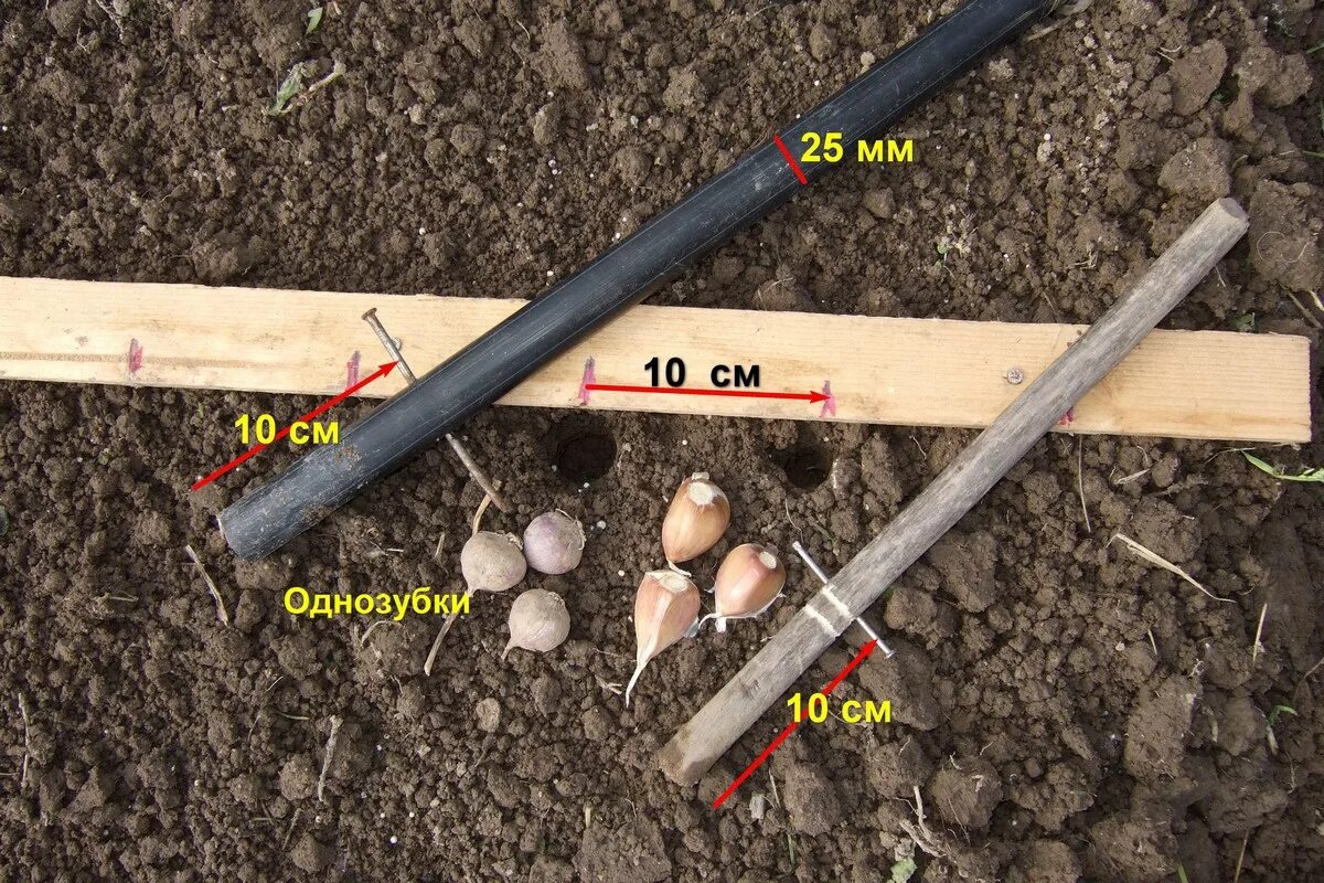Приспособление для посадки чеснока своими руками фото Чеснок - 2 - Страница 51 - Дачный форум: дача, сад, огород, цветы.
