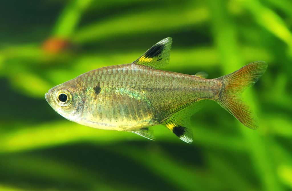 Пристелла аквариумная рыбка фото X-Ray Tetra (Pristella maxillaris): Ultimate Care Guide - Fish Laboratory