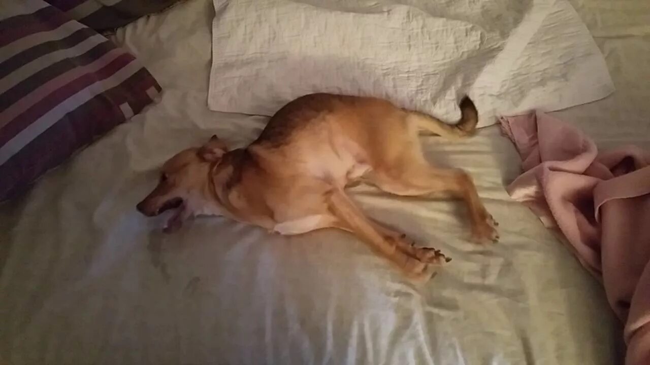 Приступ эпилепсии у кошки как выглядит Buddy in full epileptic seizure. Vet asked for video of his seizures. - YouTube