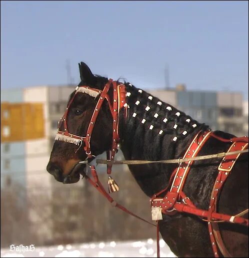 Пристяжная лошадь фото Пристяжной - фотографии - Странник - конники - equestrian.ru