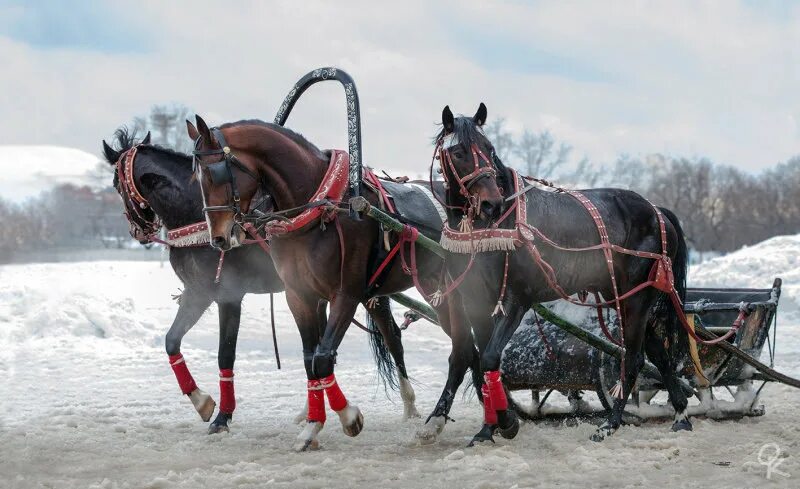 Пристяжная лошадь фото любимые фотографии - Аня Корпунова - конники - equestrian.ru