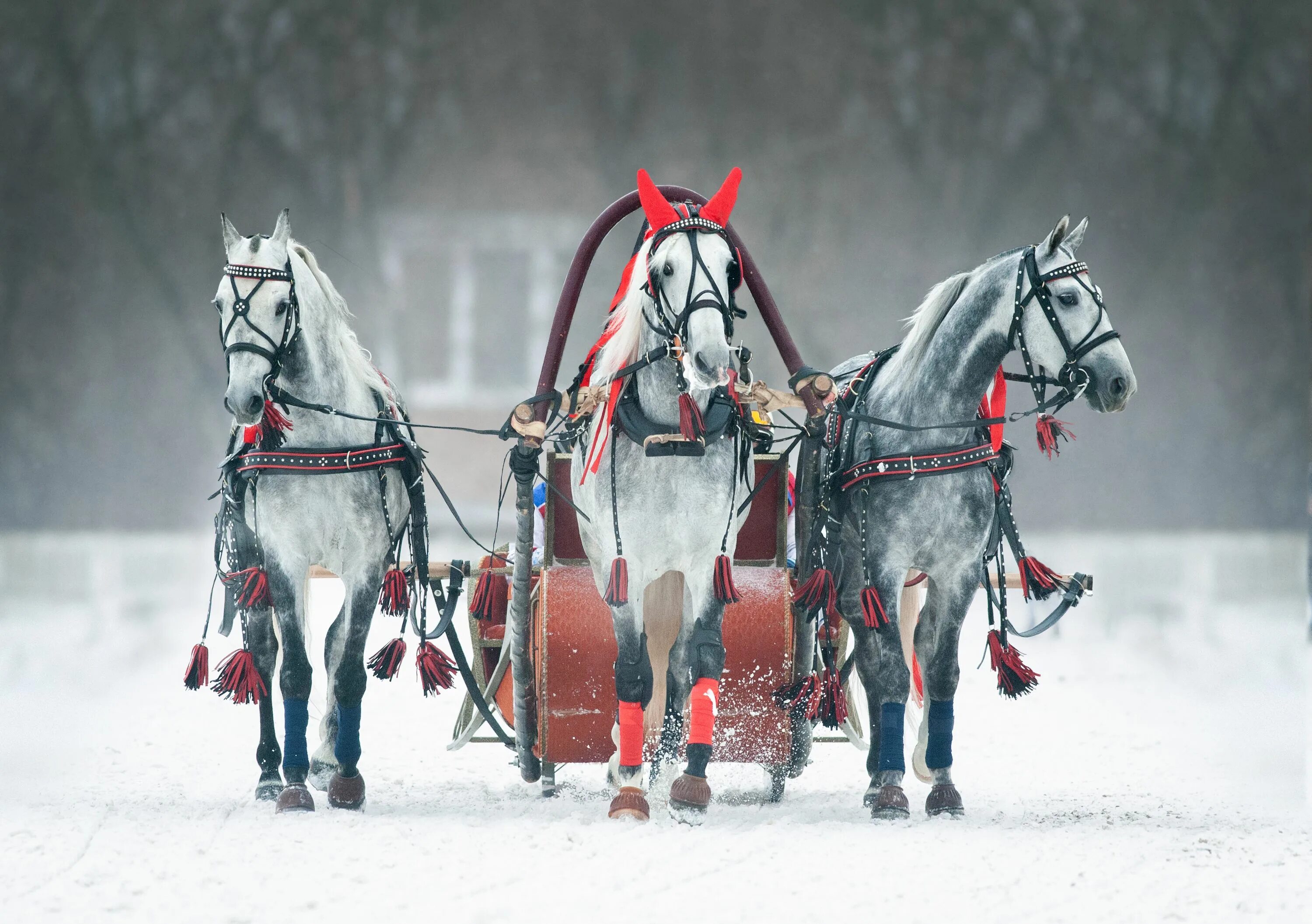 Пристяжная лошадь фото Orlov Trotter Horse Breed Profile