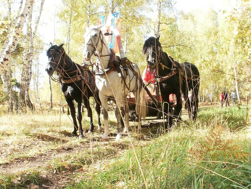 Пристяжная лошадь фото ПРОГУЛКИ НА ЛОШАДЯХ: катание на конях, русская тройка, конные туры и верховая ез