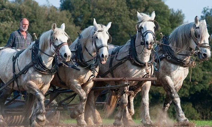 Пристяжная лошадь фото 5 Interesting Facts About The Percheron Horse - COWGIRL Magazine Percheron horse