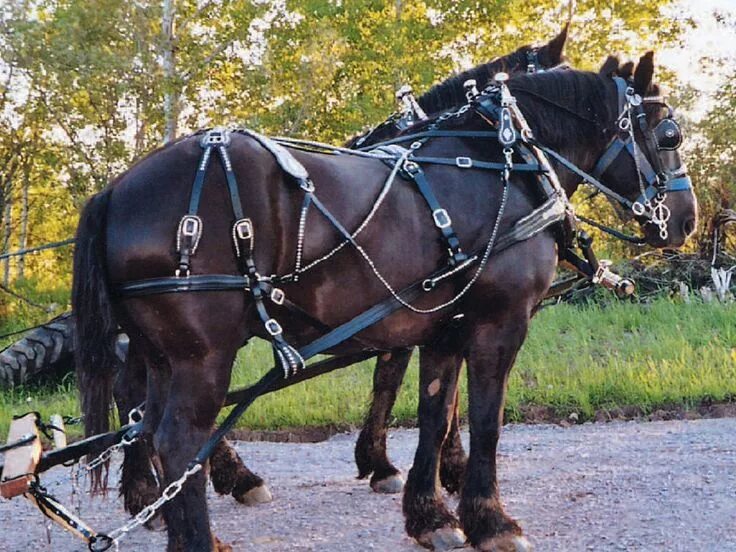 Пристяжная лошадь фото Harness, Collars and Sleigh Bells for Sale Horses, Horse harness, Draft horses