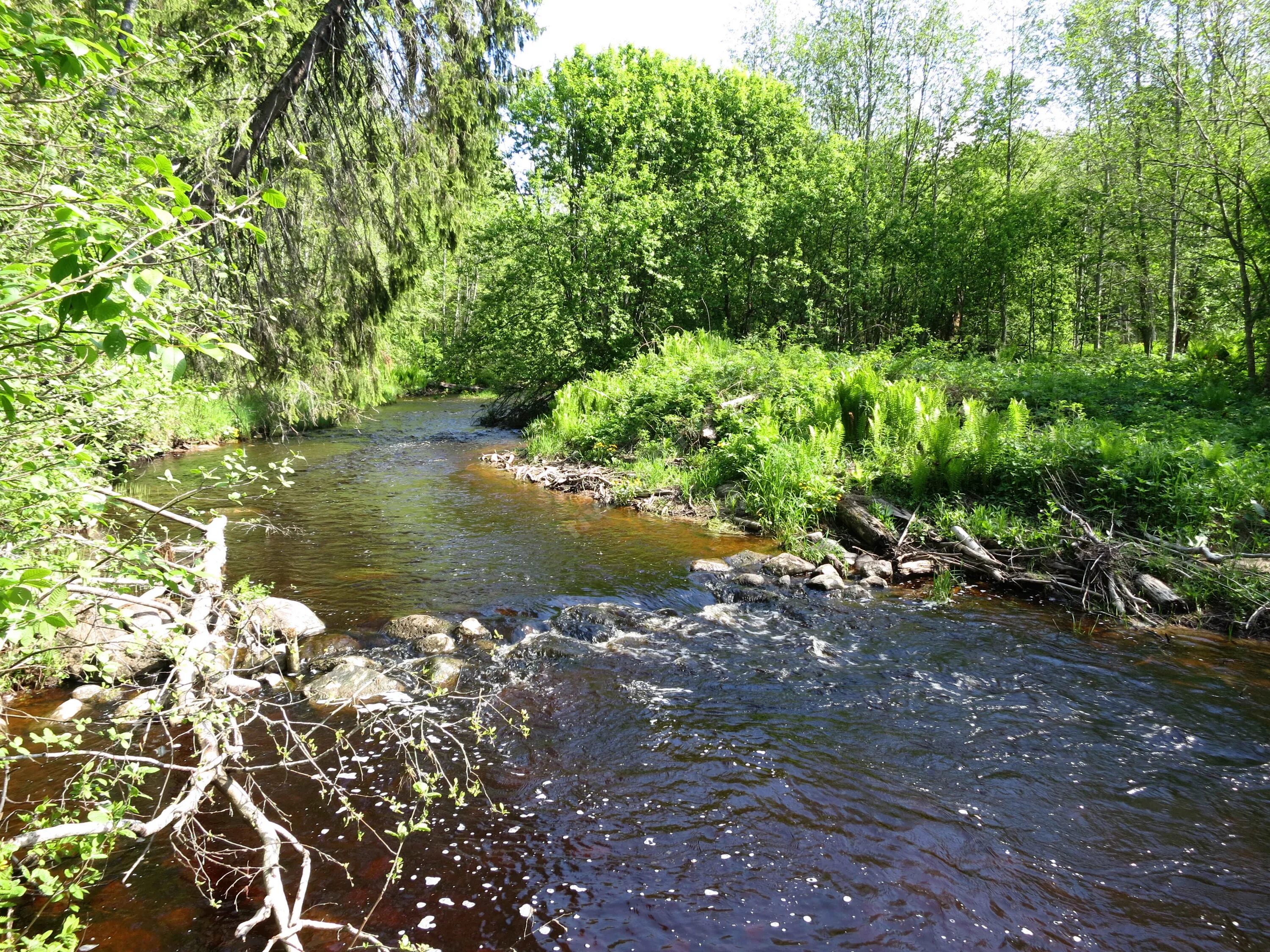 Приток реки фото Фотографии реки Сара (приток Янеги) в Ленинградской обл. RiverGid.ru