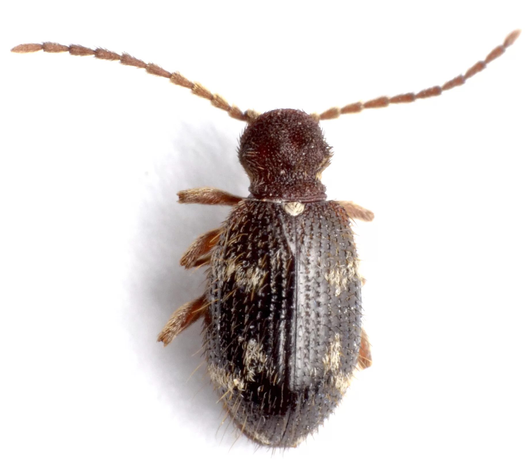 Притворяшка вор жук фото Ptinus rufipes A.G. Olivier, 1790 - автор фото Д.Н.Вавилов