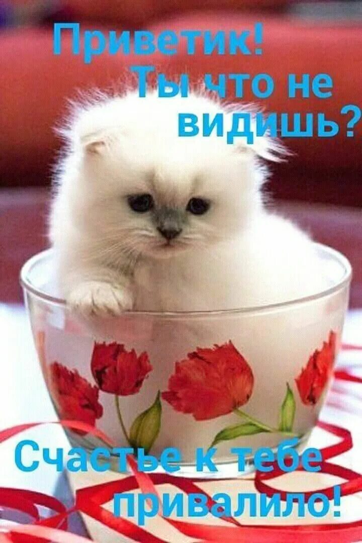 Приветики доброе утро прикольные картинки Pin on Спасибо. Cute good night, Good morning good night, Good morning saturday