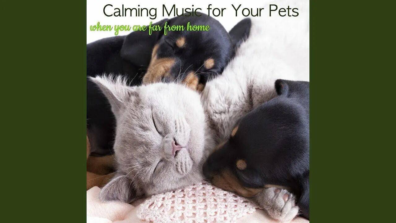 Приятная картинка с животным Puppy Love - Sleep Sounds - Pet Care Music Therapy Shazam