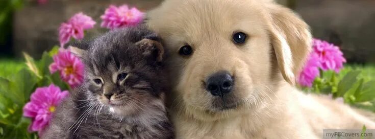 Приятная картинка с животным Pets & Animals Facebook Covers - myFBCovers Cute cats and dogs, Kittens and pupp